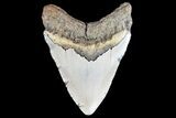 Megalodon Tooth - North Carolina #83968-2